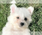 Small #1 Breeder Profile image