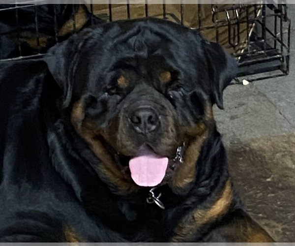 Medium Photo #16  Breeder Profile in HUGHESVILLE, MD, USA