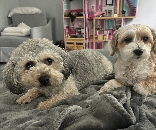 Medium Photo #5  Breeder Profile in MONTGOMERY VILLAGE, MD, USA