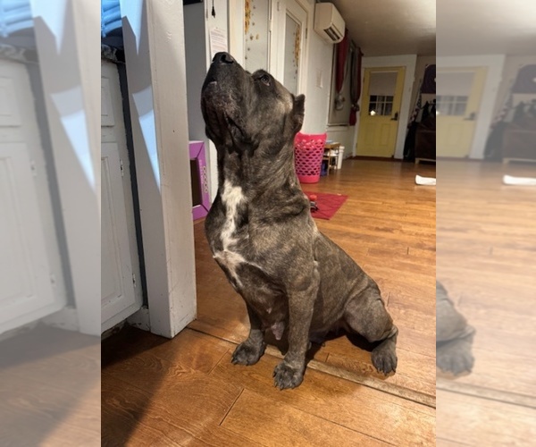 Medium Photo #2  Breeder Profile in RENTON, WA, USA