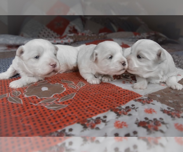 Medium Photo #5  Breeder Profile in VERMONTVILLE, MI, USA