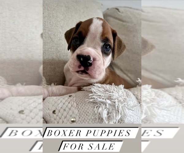 Medium Photo #1  Breeder Profile in MIAMI, FL, USA