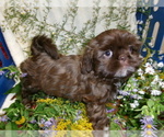 Small Photo #1  Breeder Profile in LAKE TOXAWAY, NC, USA