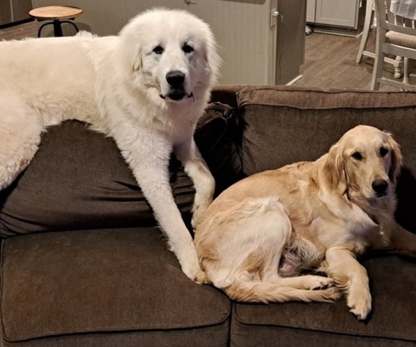 Medium Photo #4  Breeder Profile in DALLAS, GA, USA
