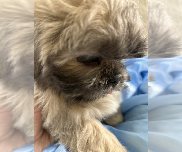 Medium Photo #9  Breeder Profile in HESPERIA, CA, USA