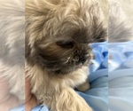 Small #8 Breeder Profile image