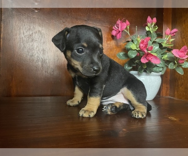 Medium Photo #28  Breeder Profile in WHITAKERS, NC, USA