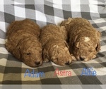 Small #1 Breeder Profile image