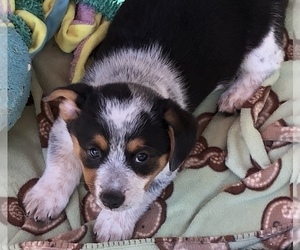 Cowboy Corgi Dog Breeder near MULINO, OR, USA