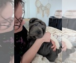 Small breeder photo