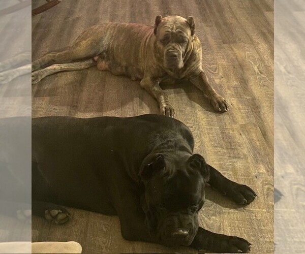 Medium Photo #1  Breeder Profile in PHILADELPHIA, NY, USA