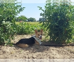 Small breeder photo
