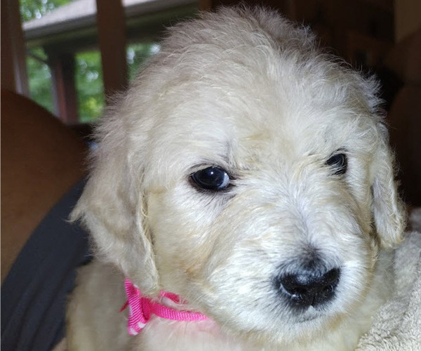 Medium Photo #17  Breeder Profile in ATHENS, TN, USA