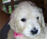 Small #16 Breeder Profile image
