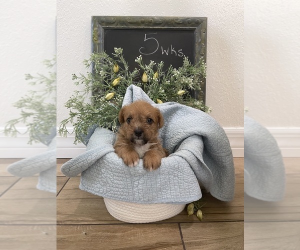 Medium Photo #15  Breeder Profile in OSTEEN, FL, USA