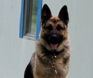 Main photo of German Shepherd Dog Dog Breeder near SODUS, NY, USA