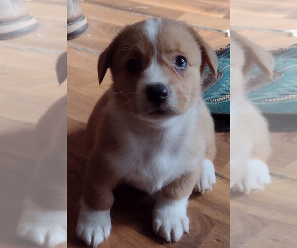 Medium Photo #1  Breeder Profile in LAKE CITY, MI, USA
