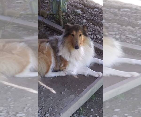 Medium Photo #1  Breeder Profile in BETHANY, KY, USA