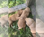 Small #30 Breeder Profile image