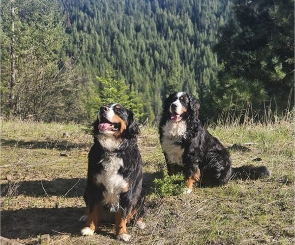 Medium Photo #4  Breeder Profile in SAINT MARIES, ID, USA