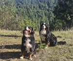 Small Photo #4  Breeder Profile in SAINT MARIES, ID, USA