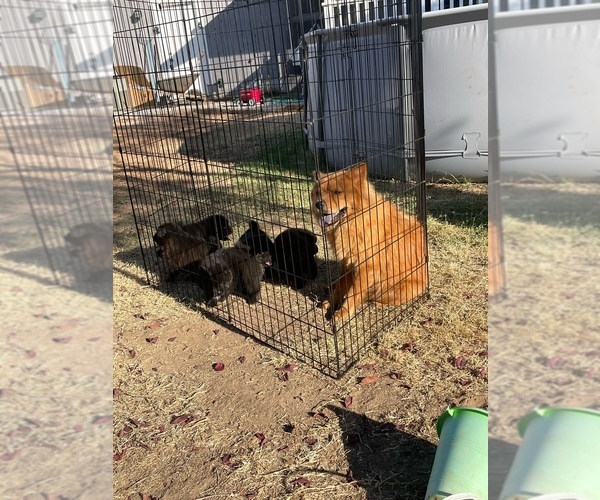 Medium Photo #1  Breeder Profile in VALLEY SPRINGS, CA, USA