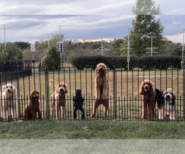 Medium Photo #1  Breeder Profile in OLPE, KS, USA