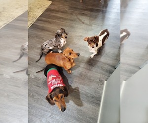 Medium Breeder Profile Photo