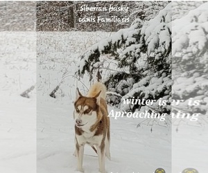 Siberian Husky Dog Breeder near TROY, MO, USA