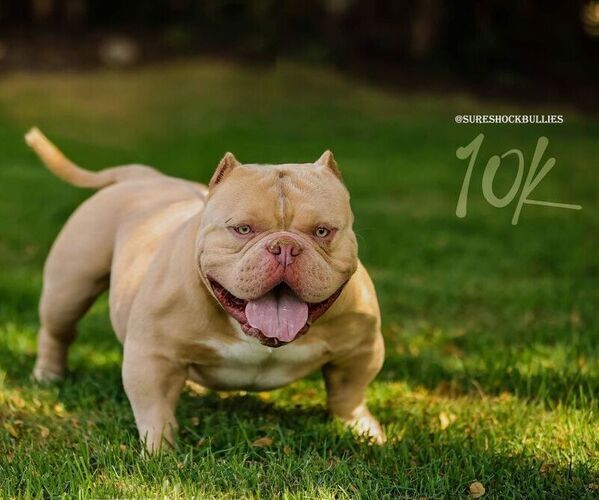 Medium Photo #1  Breeder Profile in MIAMI, FL, USA