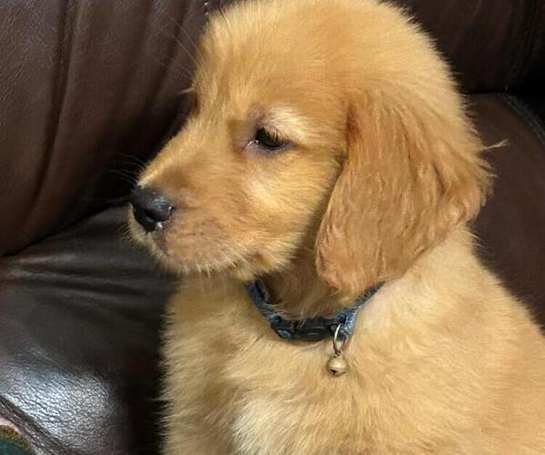 Medium Photo #1  Breeder Profile in WACO, TX, USA