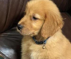 Golden Retriever Dog Breeder near WACO, TX, USA