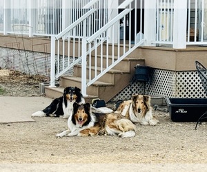 Medium Breeder Profile Photo
