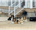 Small breeder photo