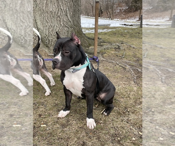 Medium Photo #10  Breeder Profile in NAUGATUCK, CT, USA