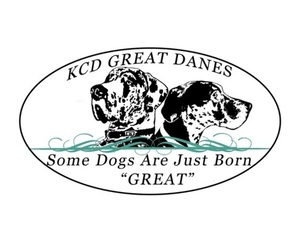 Great Dane Dog Breeder near FRUITLAND PARK, FL, USA