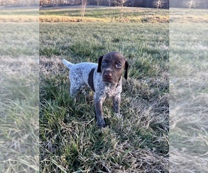 German Shorthaired Pointer Dog Breeder near ATHENS, TN, USA