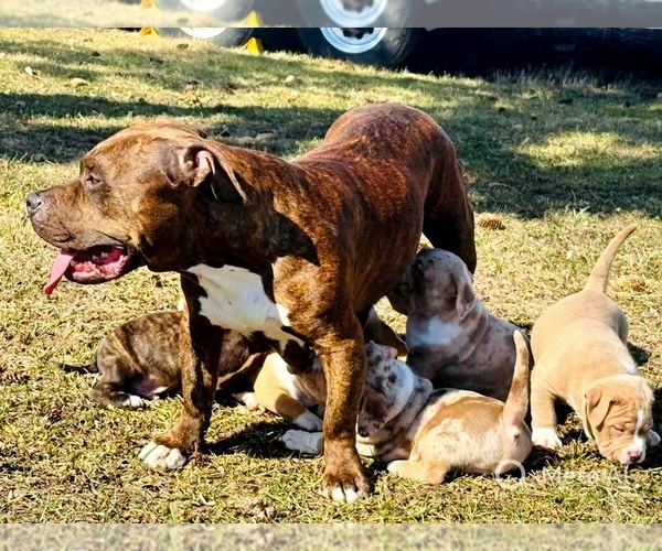 Medium Photo #24  Breeder Profile in GROVE CITY, MN, USA