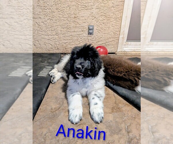 Medium Photo #21  Breeder Profile in LAS VEGAS, NV, USA