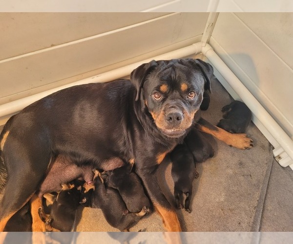 Medium Photo #5  Breeder Profile in EUSTIS, FL, USA