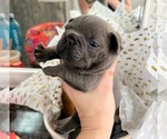 Small breeder photo