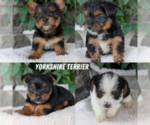 Small #1 Breeder Profile image