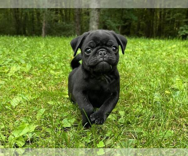 Medium Photo #1  Breeder Profile in FALL CREEK, WI, USA
