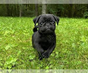 Pug Dog Breeder near FALL CREEK, WI, USA