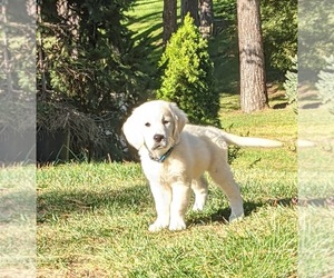 Main photo of English Cream Golden Retriever Dog Breeder near HOLLAND, MI, USA