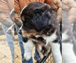 Small #3 Breeder Profile image