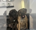 Small breeder photo