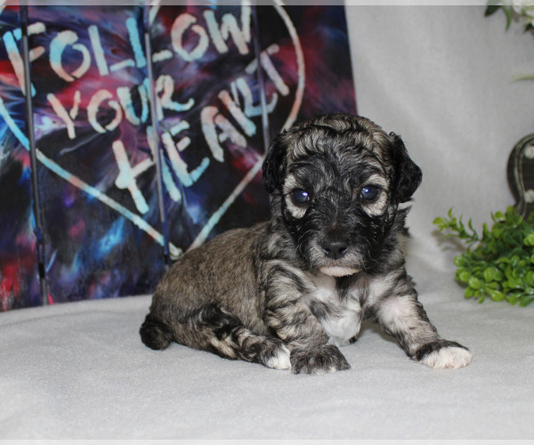 Medium Photo #75  Breeder Profile in CHANUTE, KS, USA