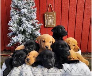 Labrador Retriever Dog Breeder near SHELTON, WA, USA