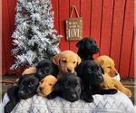 Small breeder photo